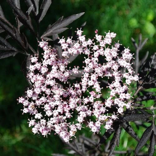 Sambucus nigra Black Lace (Eva)