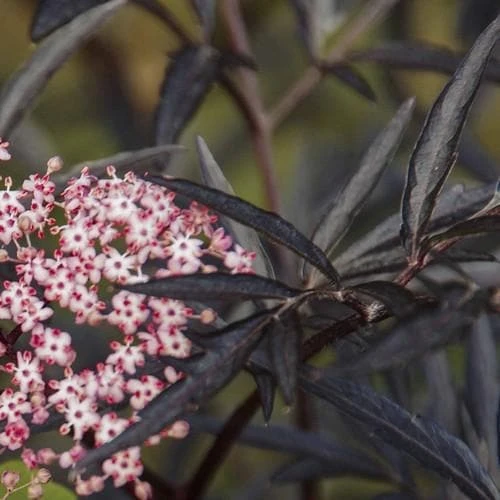 Sambucus nigra Black Lace (Eva)