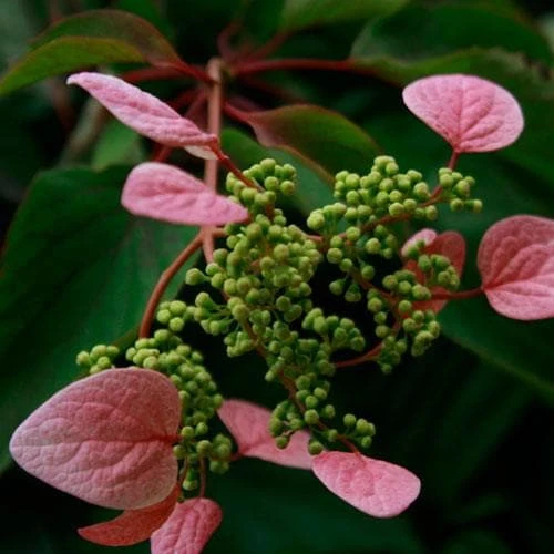 Schizophragma hydrangeoides Roseum