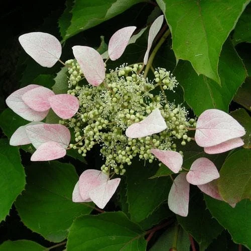 Schizophragma hydrangeoides Roseum