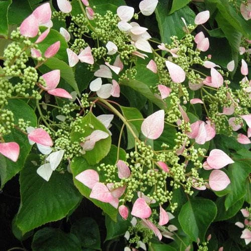Schizophragma hydrangeoides Roseum