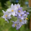 Solanum Jasminoides Blue