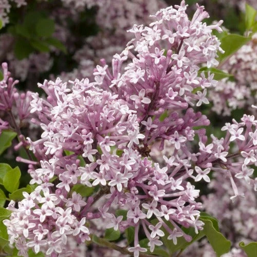 Syringa meyeri Josee