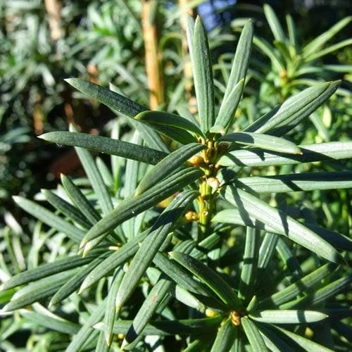 Pseudotaxus chienii - White berried Yew