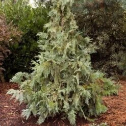 Thuja Koraiensis - Korean Arbor Vitae