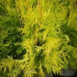 Thuja Occidentalis Sunkist