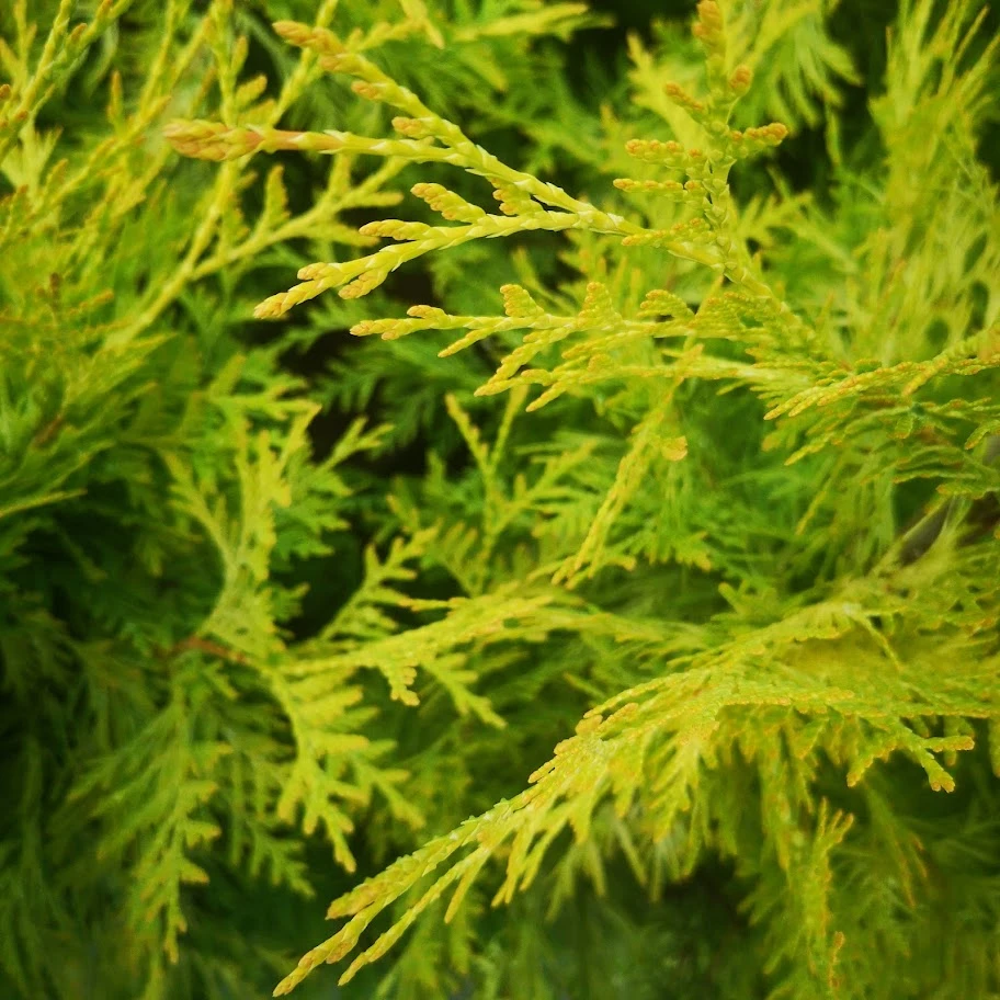 Thuja occidentalis Sunkist