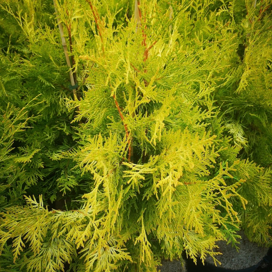 Thuja occidentalis Sunkist