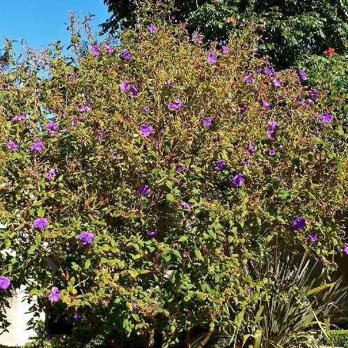 Tibouchina urvilleana