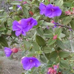 Tibouchina Urvilleana