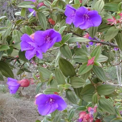 Tibouchina urvilleana