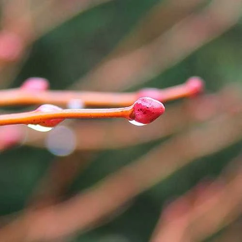 Tilia cordata Winter Orange