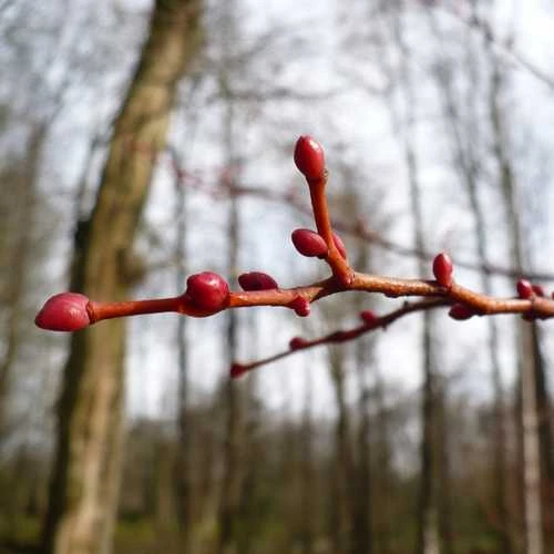Tilia cordata Winter Orange