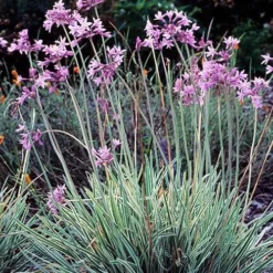 Tulbaghia Violacea Variegata