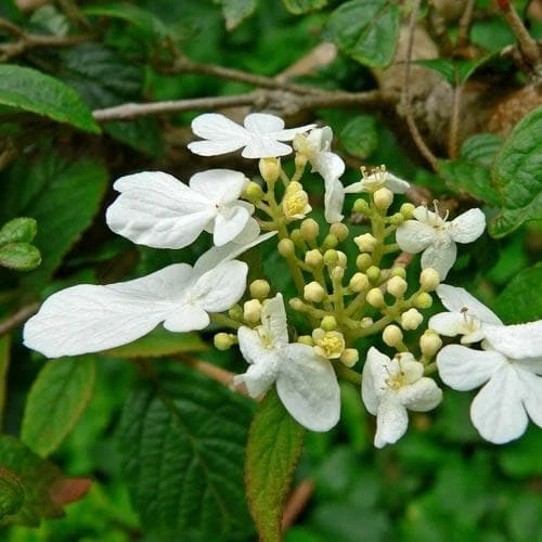 Viburnum plicatum Shasta