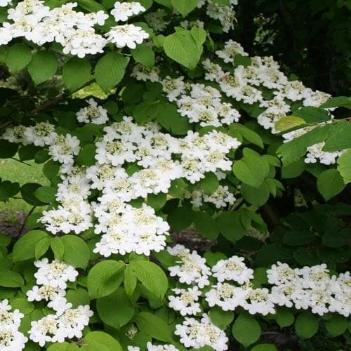 Viburnum plicatum Shasta
