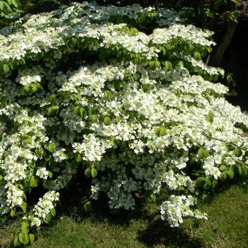 Viburnum plicatum Shasta