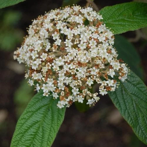 Viburnum rhyditophyllum Willowood