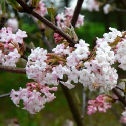 Viburnum X Bodnantense Charles Lamont