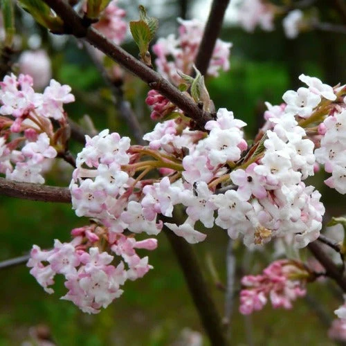 Viburnum x bodnantense Charles Lamont