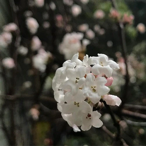 Viburnum x bodnantense Charles Lamont