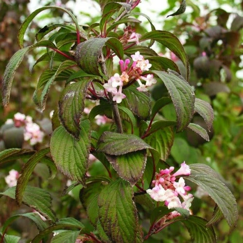 Viburnum x bodnantense Charles Lamont