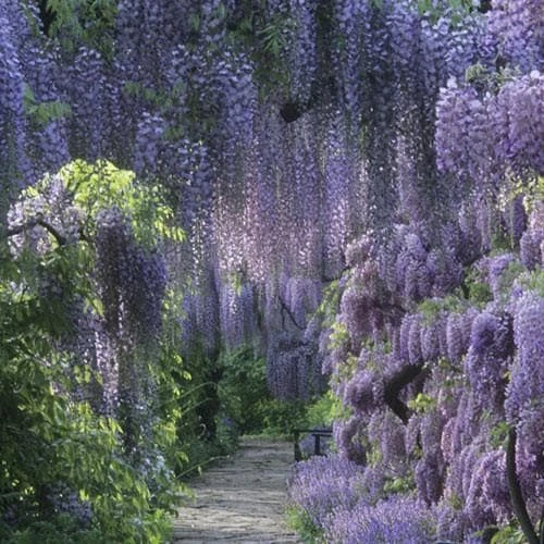Wisteria sinensis
