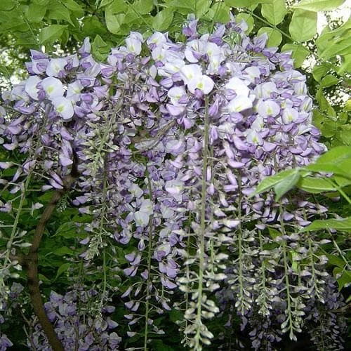 Wisteria sinensis