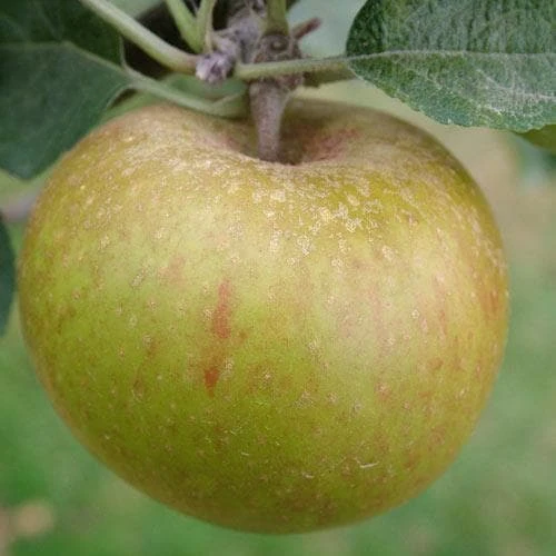 Apple Ashmead's Kernel