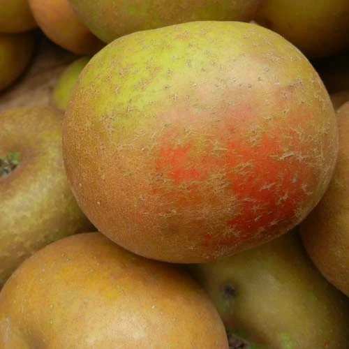 Apple Ashmead's Kernel