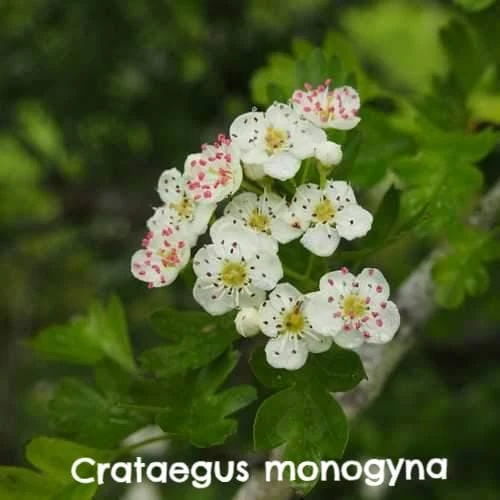 Native Wildlife Fruiting Hedge Mix