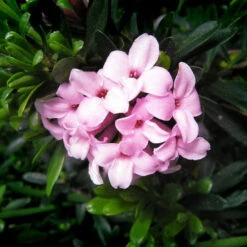 Daphne X Transatlantica Pink Fragrance