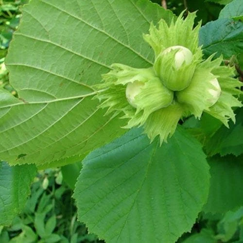Filbert - Corylus avellana Hall’s Giant