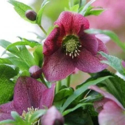 Helleborus orientalis Viv® Victoria