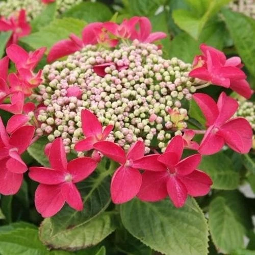 Hydrangea macropylla Teller Red