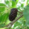 Black Mulberry