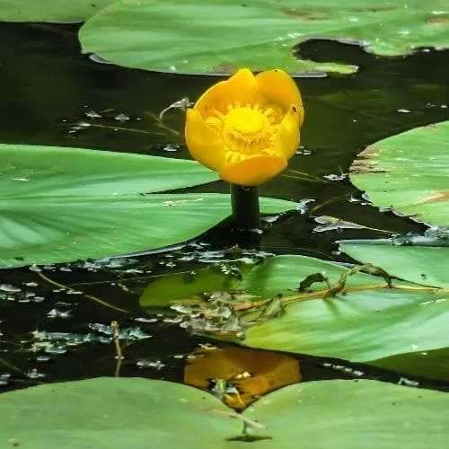 Nuphar lutea - Yellow Water Lily