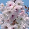 Prunus Shizuka/Fragrant Cloud