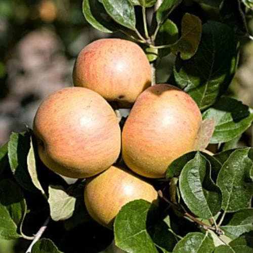 Apple Ross Nonpareil